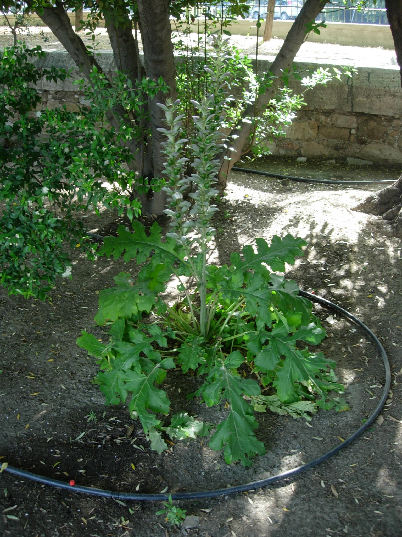 DSCN0992